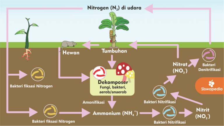 Siklus Nitrogen Pada Daur Biogeokimia IMAGESEE