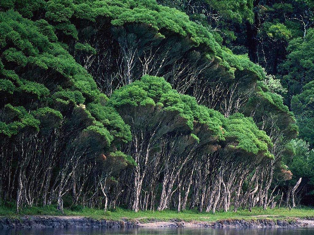 Persebaran Flora Di Dunia