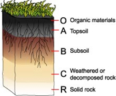 Lapisan tanah yang memiliki kandungan bahan organik yang tinggi terdapat pada horizon