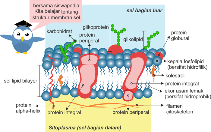 Struktur Membran Sel Lipid Bilayer
