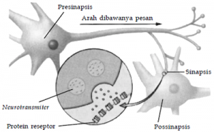 Sistem Saraf Pada Manusia