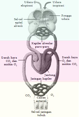 Mekanisme pertukaran oksigen & karbondioksida