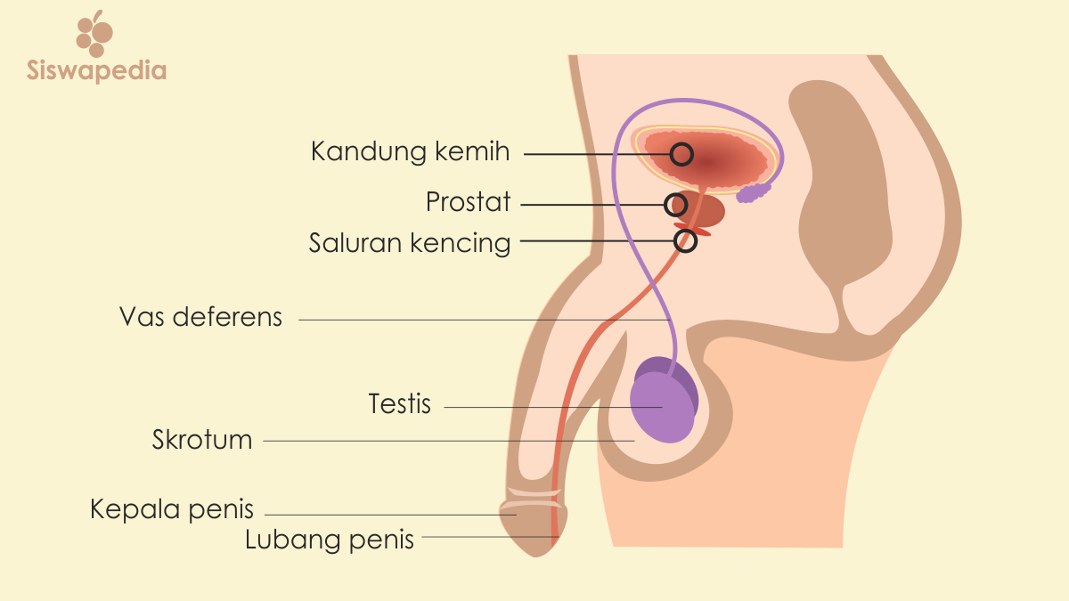 Organ reproduksi pria yang berbentuk seperti kantong didalamnya terdapat testis dan berfungsi menjag