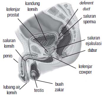 Organ reproduksi pria yang berbentuk seperti kantong didalamnya terdapat testis dan berfungsi menjag