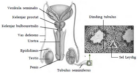 Organ kelamin luar pada pria yang berfungsi untuk mengatur temperatur proses spermatogenesis adalah