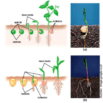 Tumbuhan Berbiji Tertutup Angiospermae 