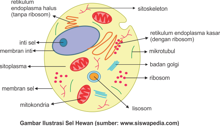12+ Struktur sel hewan bahasa indonesia release