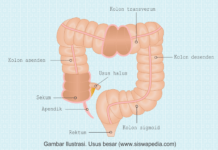  Usus  Besar  Beserta Struktur dan Fungsinya Siswapedia