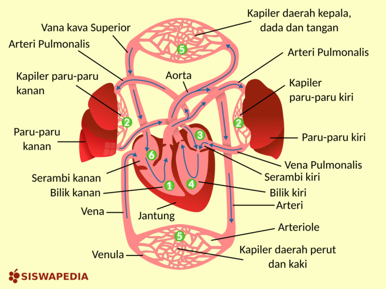 Peredaran Darah Manusia Siswapedia 4565